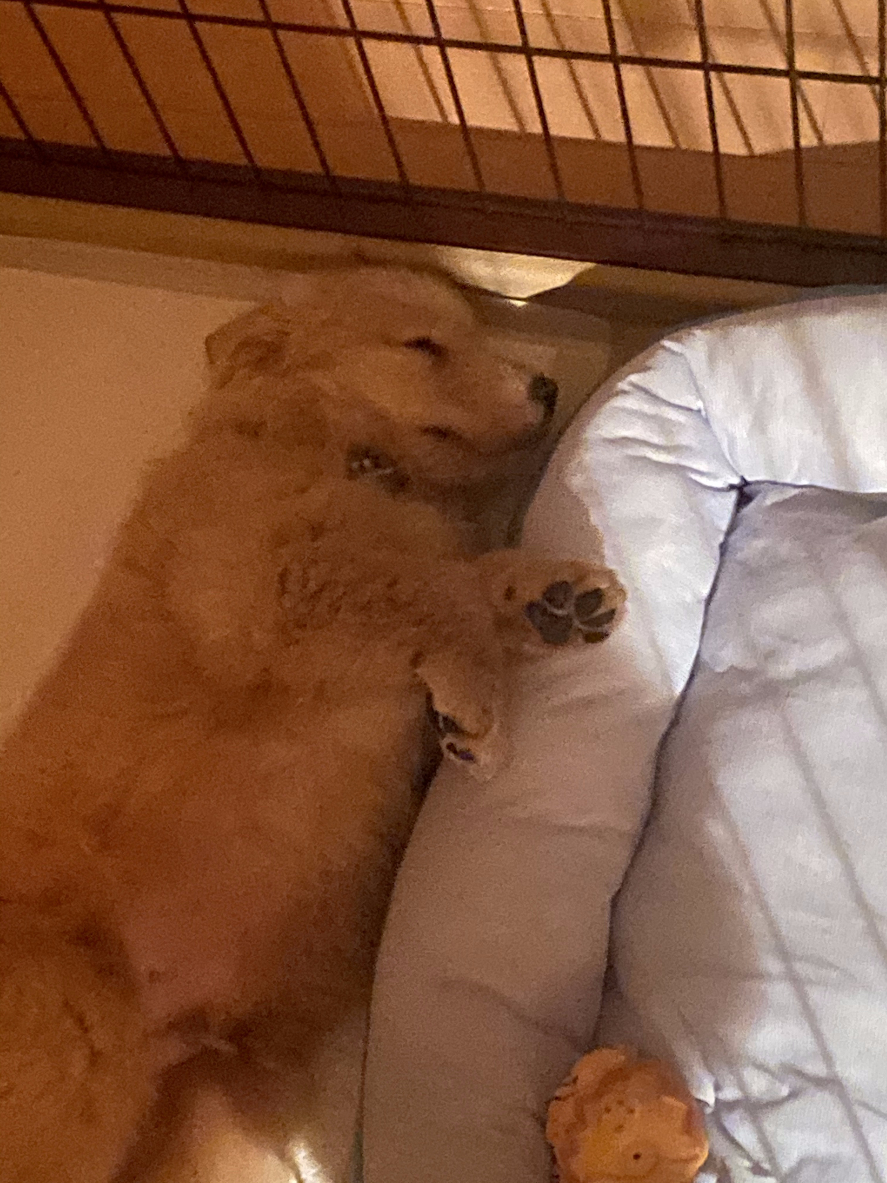 疲れてぐっすり眠るレイ