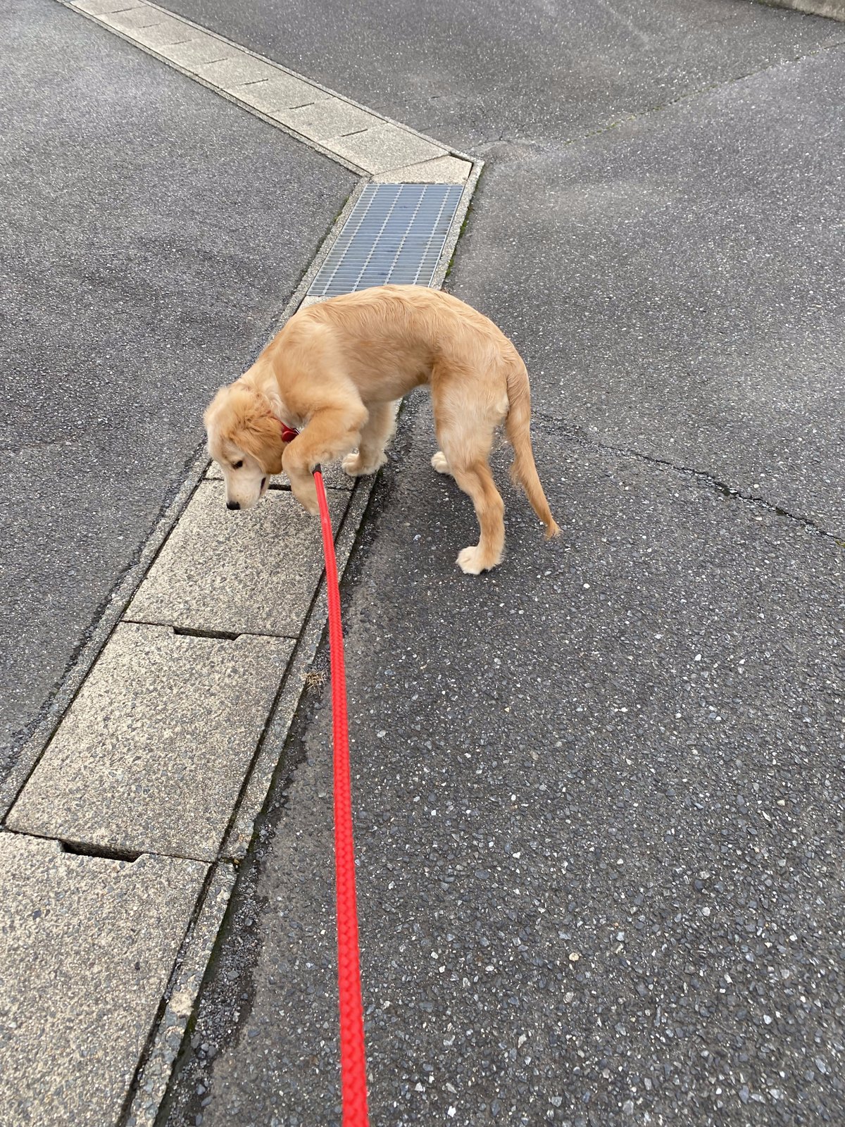 散歩中、縁石のにおいを嗅ぐ子犬のレイ