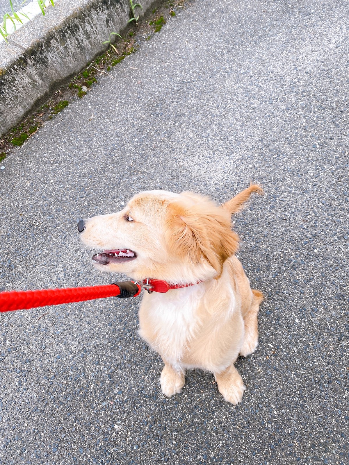 赤い首輪とリードをつけ、横を向いて座る子犬のレイ